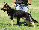 personal protection german shepherd dog for sale