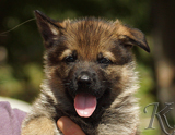 german shepherd puppy for sale