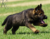 german shepherd puppy for sale