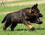 german shepherd puppy for sale