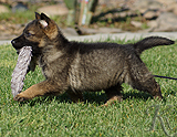 german shepherd puppy for sale