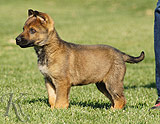 german shepherd puppies for sale