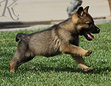 german shepherd puppy for sale