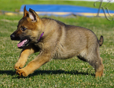 german shepherd puppy for sale