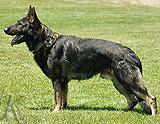 trained personal protection german shepherd dog for sale