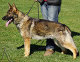 AKC registered trained personal protection german shepherd dog for sale