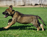 german shepherd puppy for sale