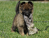 german shepherd puppy for sale