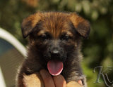 german shepherd puppy for sale