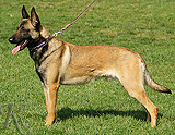 trained personal protection german shepherd dog for sale