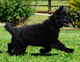 german shepherd puppy for sale