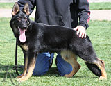 German Shepherd dog  Onner