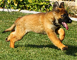 german shepherd puppies for sale