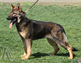 German Shepherd  Onyx