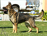 German Shepherd female Ora Z Jirkova Dvora