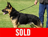 AKC registered trained personal protection german shepherd dog for sale