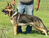 trained personal protection german shepherd dog for sale