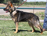 German Shepherd dog  Otto