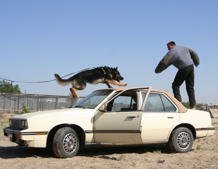 police dog training