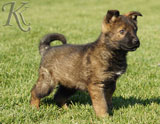 german shepherd puppies for sale