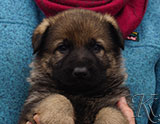 german shepherd puppy for sale