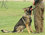 personal protection german shepherd dog for sale