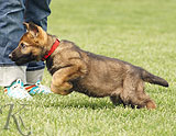 german shepherd puppies for sale