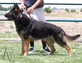 trained German Shepherd  dog for sale