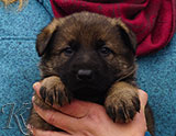 german shepherd puppy for sale