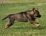 german shepherd puppy for sale