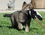 german shepherd puppy for sale