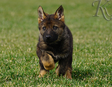 german shepherd puppy for sale