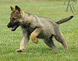 german shepherd puppy for sale