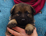 german shepherd puppy for sale