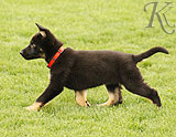 german shepherd puppies for sale