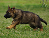 german shepherd puppy for sale