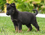 german shepherd puppies for sale