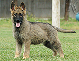 german shepherd puppy for sale