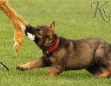 german shepherd puppies for sale