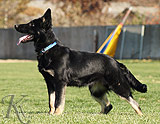 german shepherd puppies for sale