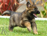 german shepherd puppies for sale