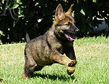 german shepherd puppy for sale