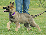 german shepherd puppy for sale