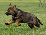 german shepherd puppy for sale