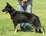 trained personal protection german shepherd dog for sale