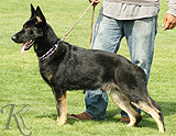 trained personal protection german shepherd dog for sale