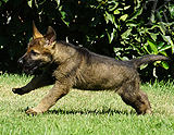 german shepherd puppy for sale