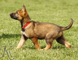 german shepherd puppies for sale