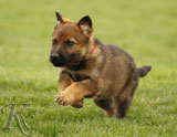 german shepherd puppies for sale