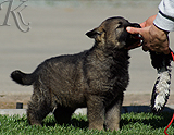 german shepherd puppy for sale